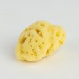 Silk Sponge 10-11 cm