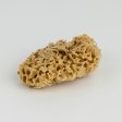Honeycomb svamp 10-11 cm