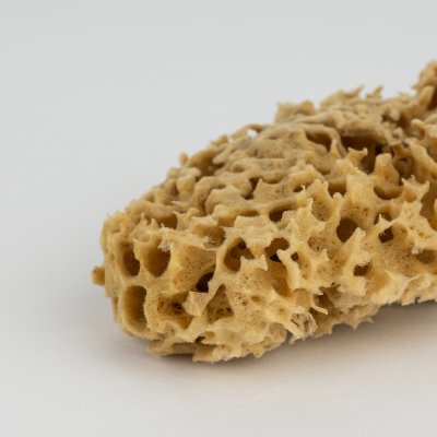 Honeycomb svamp 10-11 cm