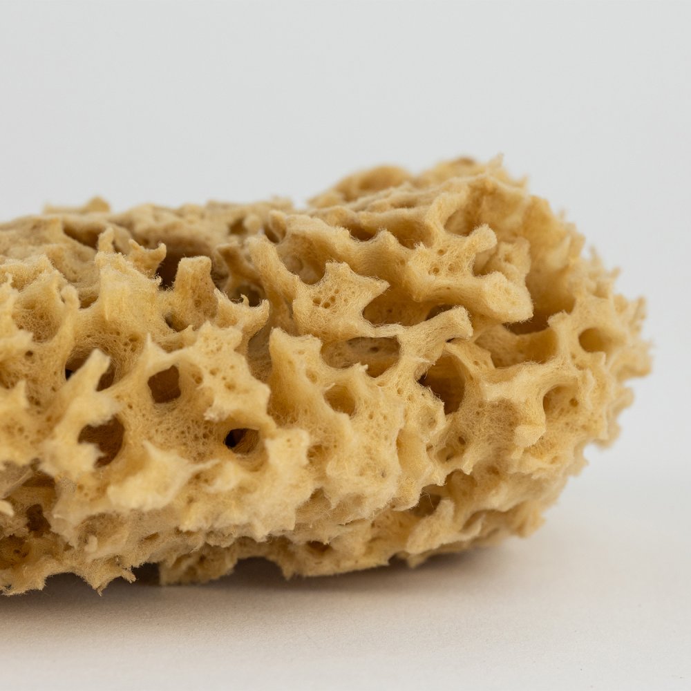 Honeycomb svamp 10-11 cm