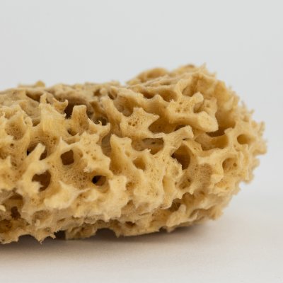 Honeycomb svamp 10-11 cm