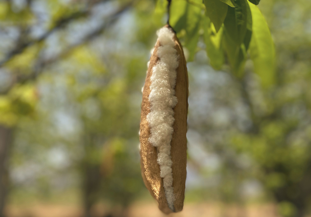 Kapok forklaret � en natur fiber med s�rlige egenskaber