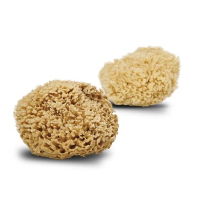 Honeycomb wool sea sponge 13-14 cm