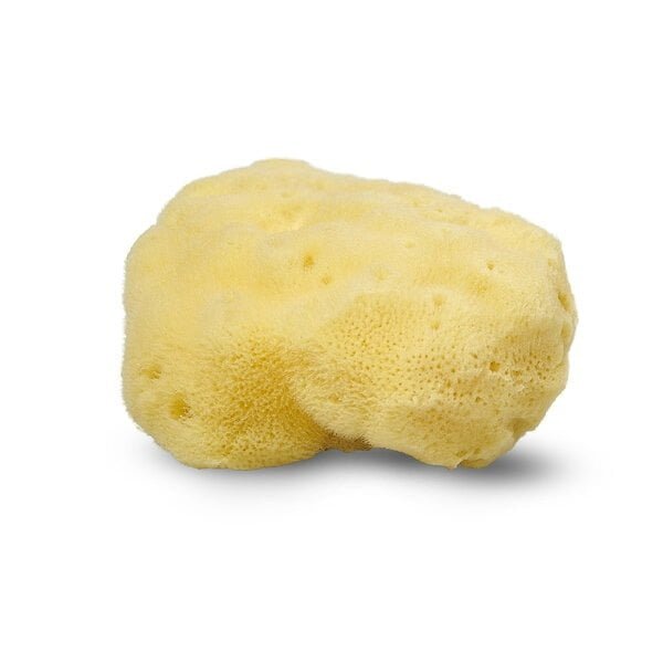 Large Silk Sponge from the Mediterranean, 10-11cm - Natural Skincare ...
