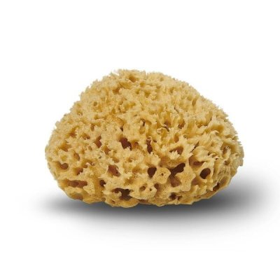 Honeycomb Sponge 10-11 cm