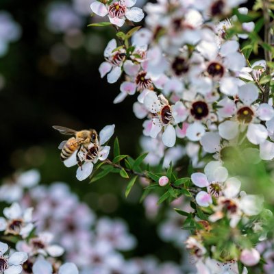 Manuka honung hrdtvl, havre - 100g