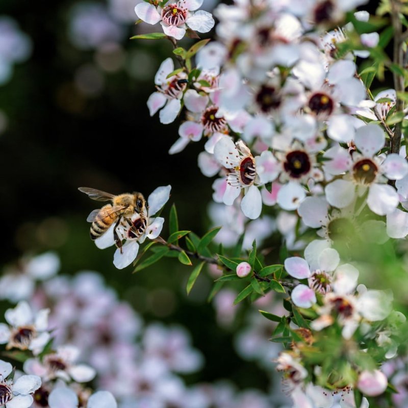 Manuka honung hrdtvl, havre - 100g