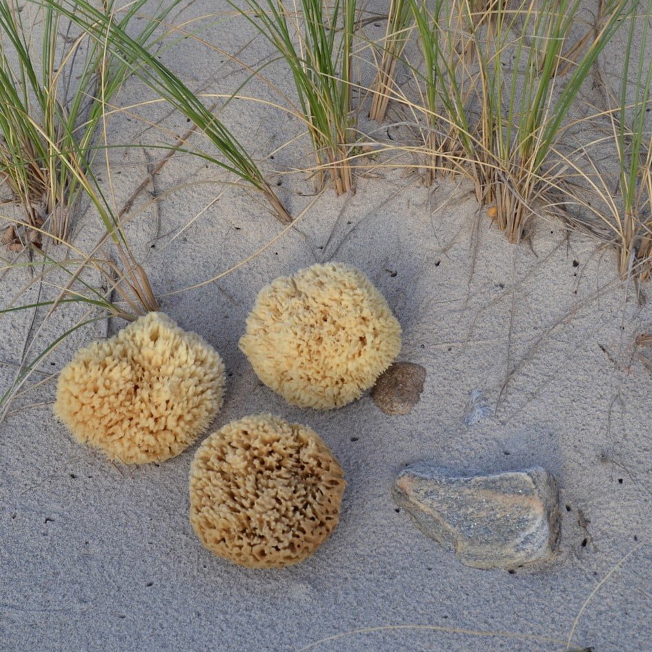 Honeycomb Sponge 12 cm
