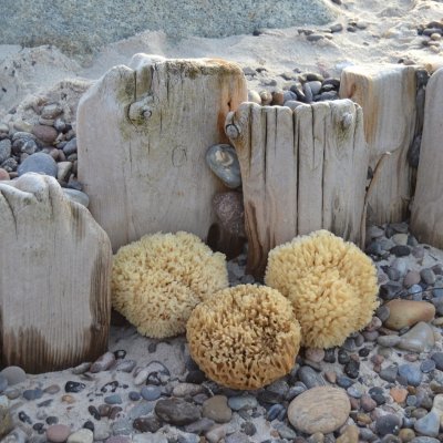 Honeycomb sea sponge 10-11 cm