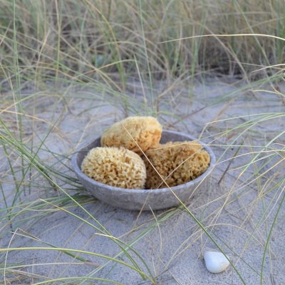 Honeycomb wool sea sponge 13-14 cm